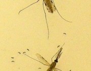 牛津大学生物学家用 AI 帮助分析蚊子种类和有效控制疟疾传播