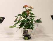 当一盆植物在MIT成了精，不，它只是成了机器人