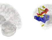 「人脑计划」研究：大脑建模的进步为脑医学的「数字孪生」方法开辟道路